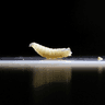New World screwworm recorded in __ US states by end of August 2026